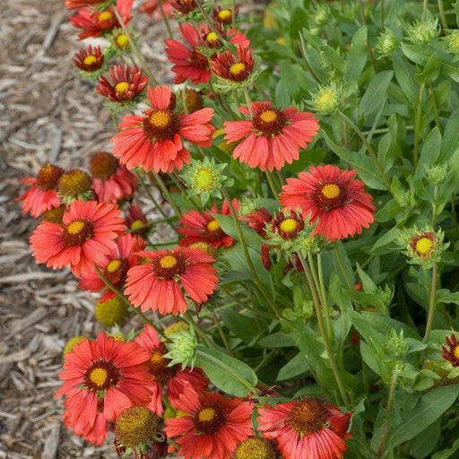 Blanket Flower, Burgundy Blanket Flower