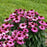 Coneflower, Color Coded® The Fuchsia is Bright Echinacea