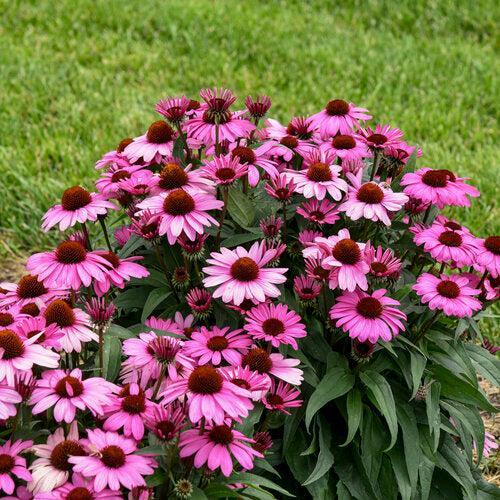 Coneflower, Color Coded® The Fuchsia is Bright Echinacea