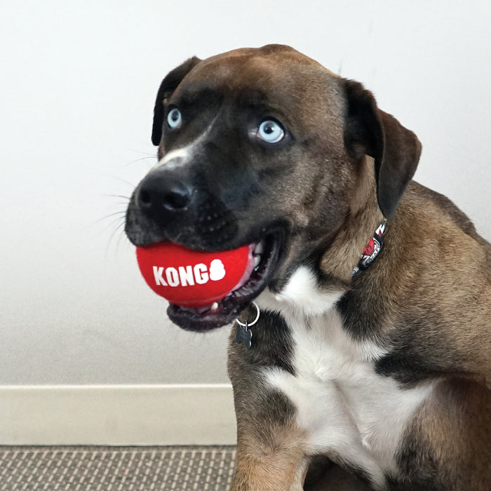 KONG Signature Sport Balls for Dogs, 2pk