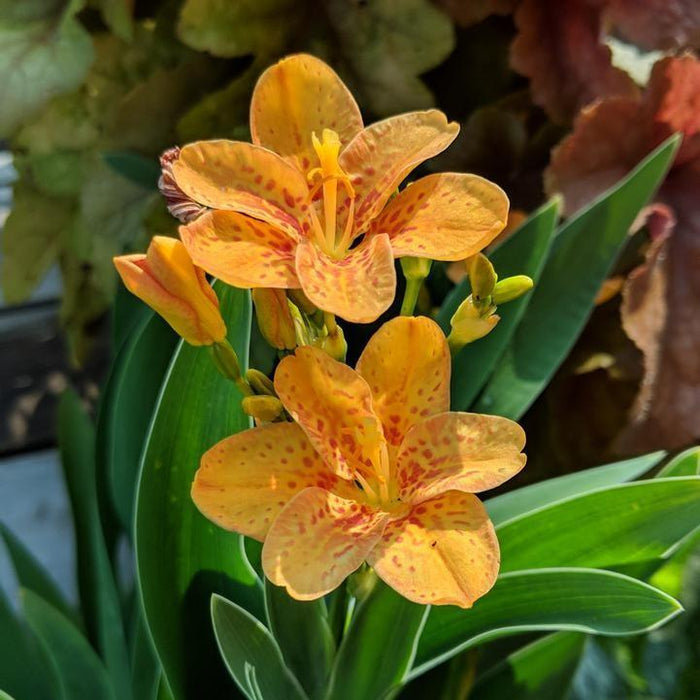 Lily, Freckle Face Blackberry Lily