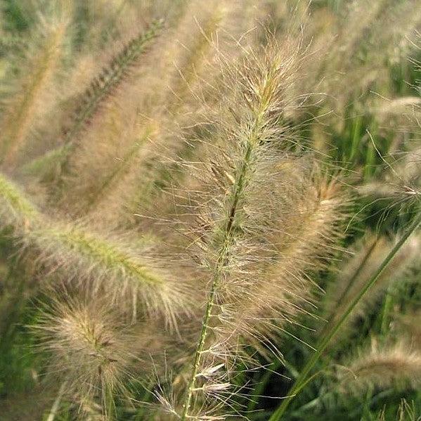 Grass, Morning Light Maiden Grass