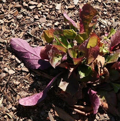 Salvia lyrata 'Purple Knockout'  - Purple Knockout Lyre-Leaf Sage