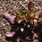 Salvia, Purple Knockout Lyre-Leaf Sage