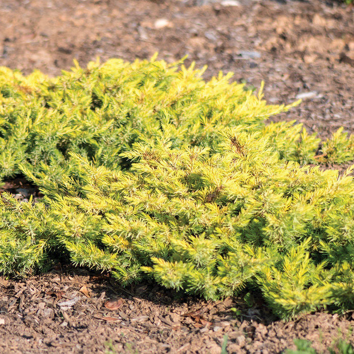 Juniper, Golden Pacific Juniper