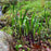 Iris, Purple Flame Blue Flag Iris