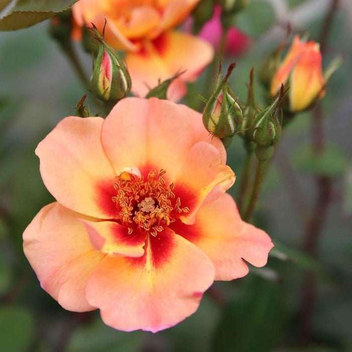 Rose, Flower Carpet® Peach Rose