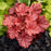 Coral Bells, Primo® Peachberry Ice Heuchera