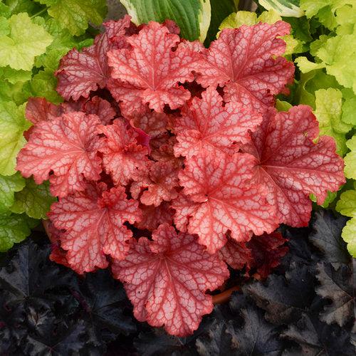 Coral Bells, Primo® Peachberry Ice Heuchera