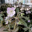 Cranesbill, Espresso Wild Cranesbill