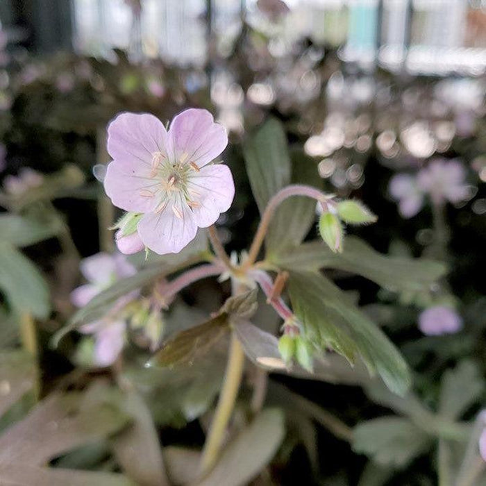 Cranesbill, Espresso Wild Cranesbill