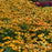 Coneflower, Artisan™ Yellow Ombre Coneflower