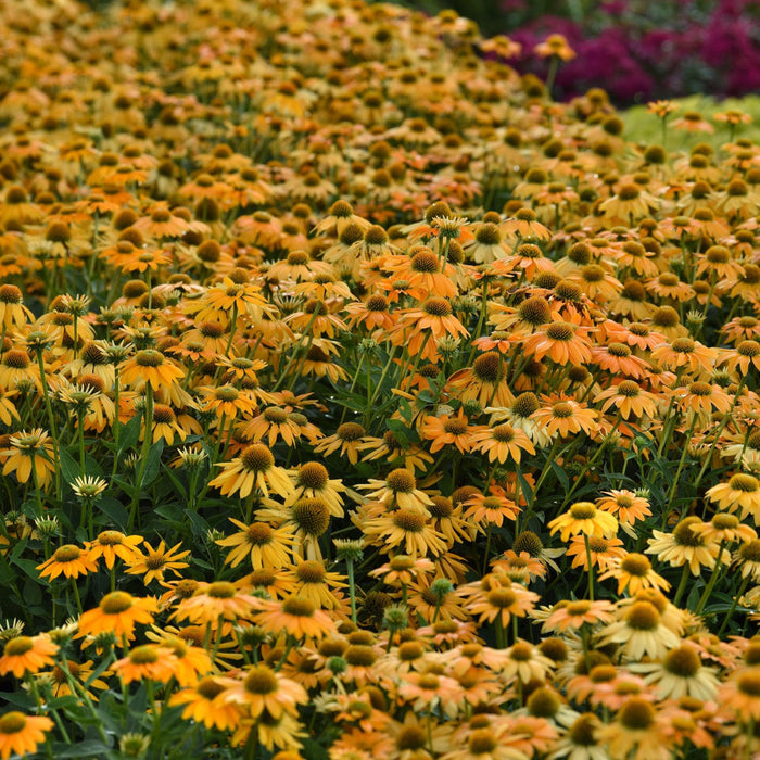 Coneflower, Artisan™ Yellow Ombre Coneflower