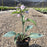 Hosta, Halcyon Hosta