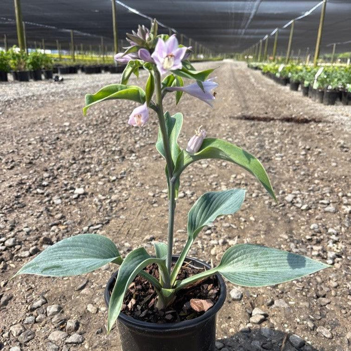 Hosta, Halcyon Hosta