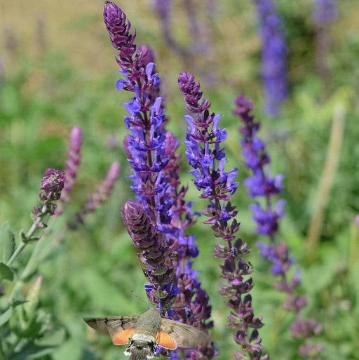 Salvia, Blue Bouquetta Meadow Sage