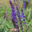 Salvia, Blue Bouquetta Meadow Sage