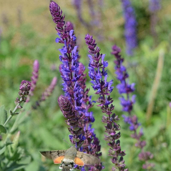 Salvia, Blue Bouquetta Meadow Sage