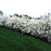 Serviceberry, Regent Serviceberry
