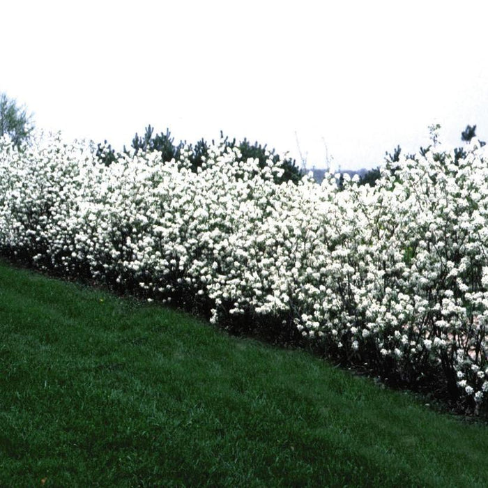Serviceberry, Regent Serviceberry