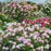 Rose, Scarborough Fair Rose