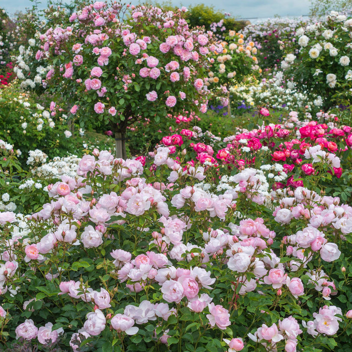 Rose, Scarborough Fair Rose