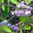 Plum, Beach Plum