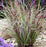 Grass, Chameleon Little Bluestem