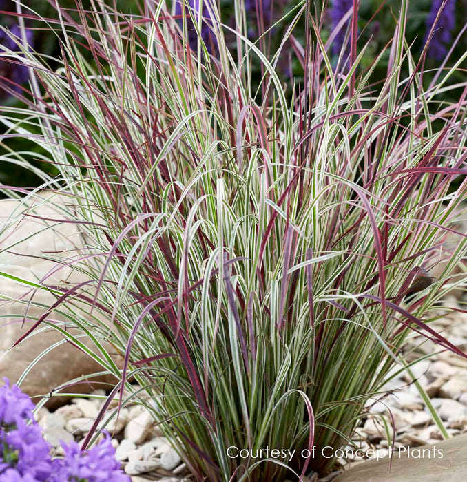 Grass, Chameleon Little Bluestem