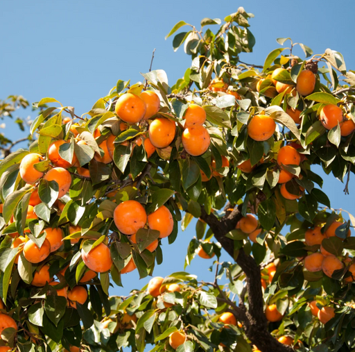 Persimmon Tree, 7 gal (4-5 ft)