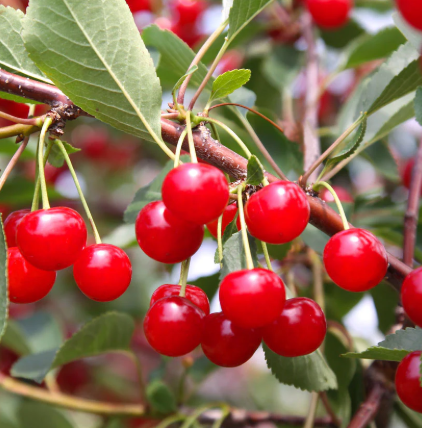 Cherry, Montmorency - Tart Cherry, 7 gal (5-6 ft)