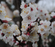 Plum, Satsuma - Japanese Plum, 7 gal. (5-7 ft)