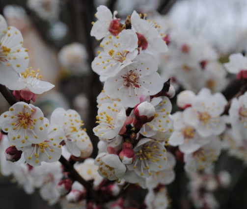 Plum, Satsuma - Japanese Plum, 7 gal. (5-7 ft)