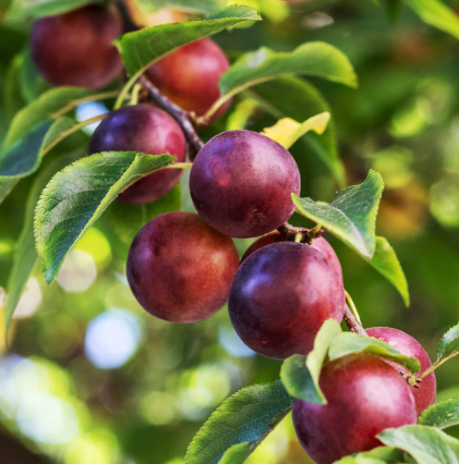 Plum, Satsuma - Japanese Plum, 7 gal. (5-7 ft)
