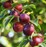 Plum, Satsuma - Japanese Plum, 7 gal. (5-7 ft)