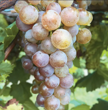 Grape, Itasca Grape, Green Grape (Vitis 'Itasca'), 2 gal.