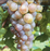 Grape, Itasca Grape, Green Grape (Vitis 'Itasca'), 2 gal.