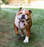 Benebone Dog Ring Dog Chew Toy, Bacon