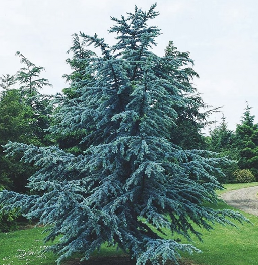 Cedar, Blue Atlas Cedar