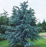 Cedar, Blue Atlas Cedar