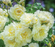 Rose, David Austin Imogen Rose