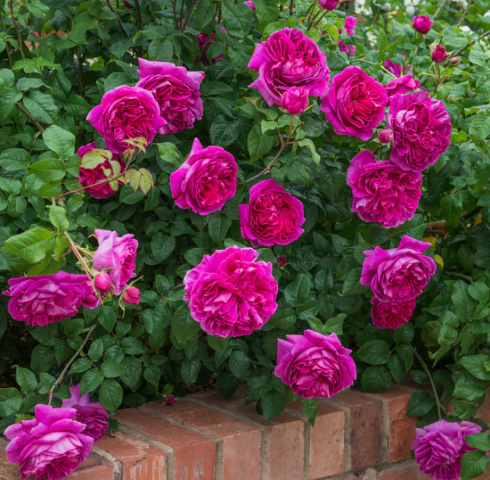 Rose, David Austin Young Lycidas Rose