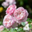 Rose, Gentle Hermione English Shrub Rose