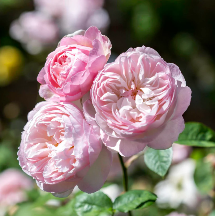 Rose, Gentle Hermione English Shrub Rose