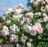 Rose, Gentle Hermione English Shrub Rose