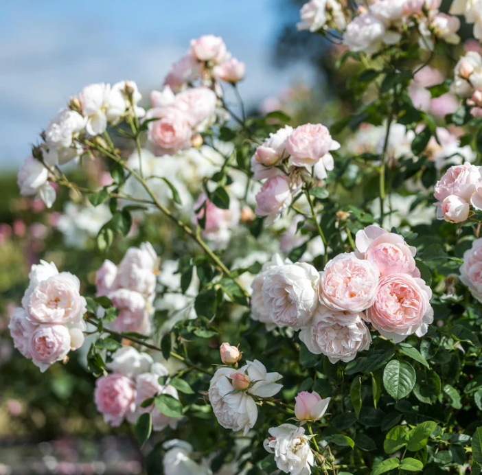 Rose, Gentle Hermione English Shrub Rose