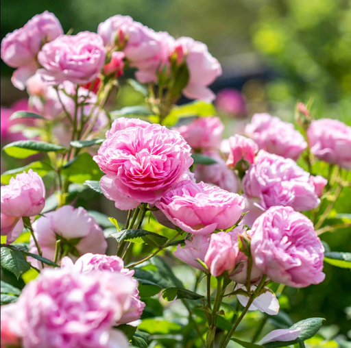 Rose, The Ancient Mariner English Shrub Rose