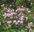 Rose, The Ancient Mariner English Shrub Rose