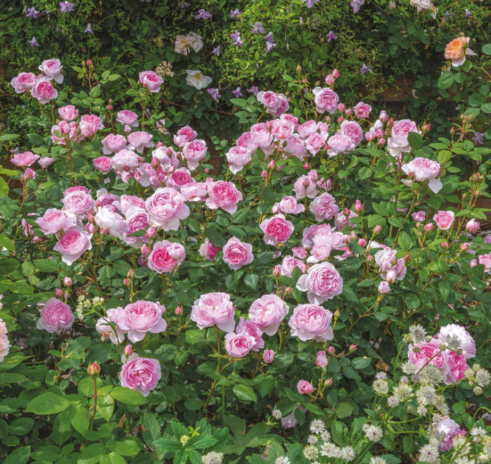 Rose, The Ancient Mariner English Shrub Rose