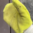 TiCK MiTT Microfiber Tick Remover